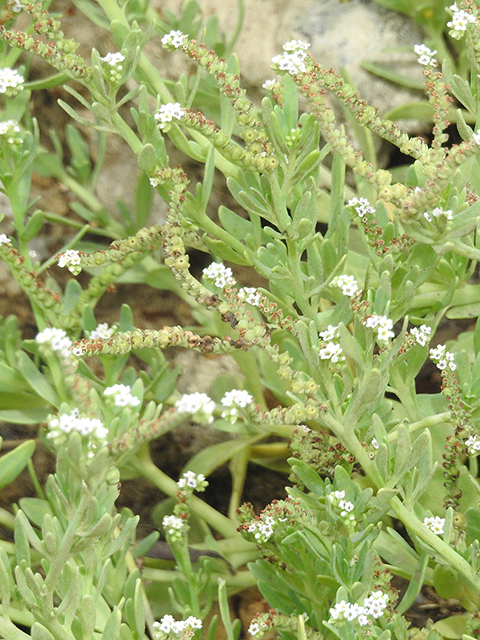 Heliotropium curassavicum (Salt heliotrope) #88148