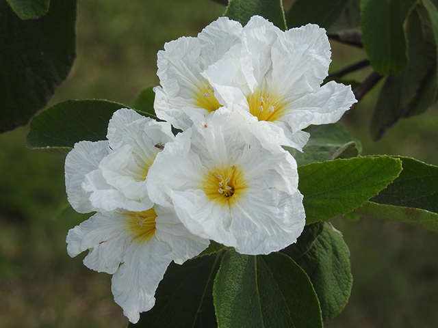 Cordia boissieri (Mexican olive) #88171