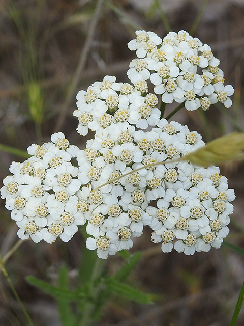 Achillea millefolium (Common yarrow) #88184