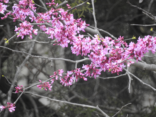 Cercis canadensis (Eastern redbud) #88234