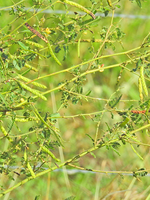 Aeschynomene indica (Indian jointvetch) #88247