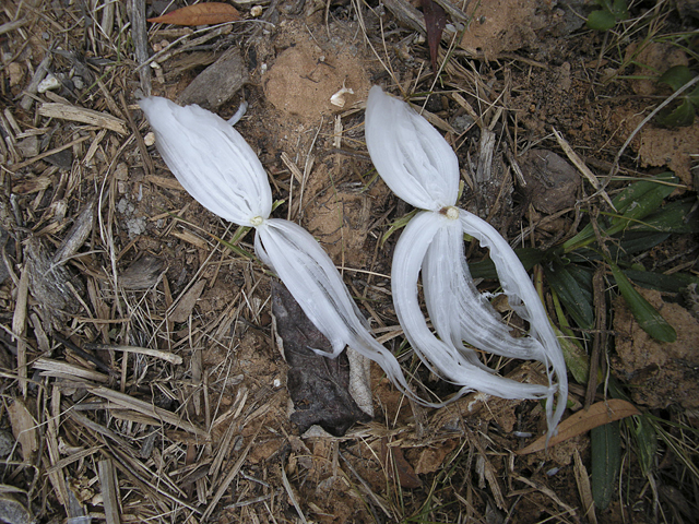 Verbesina virginica (Frostweed) #26845