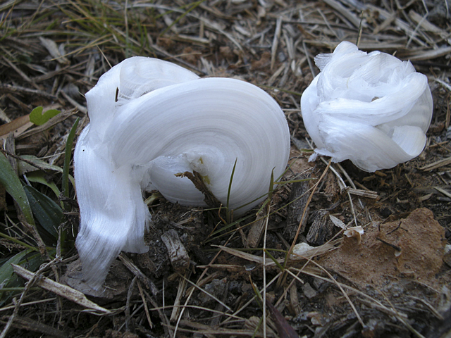 Verbesina virginica (Frostweed) #26858