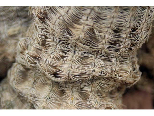 Echinocereus reichenbachii ssp. reichenbachii (Lace hedgehog cactus) #59604