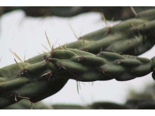 Cylindropuntia imbricata var. imbricata (Tree cholla) #59684