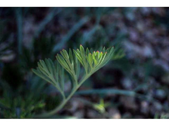 Eschscholzia californica (California poppy) #59694