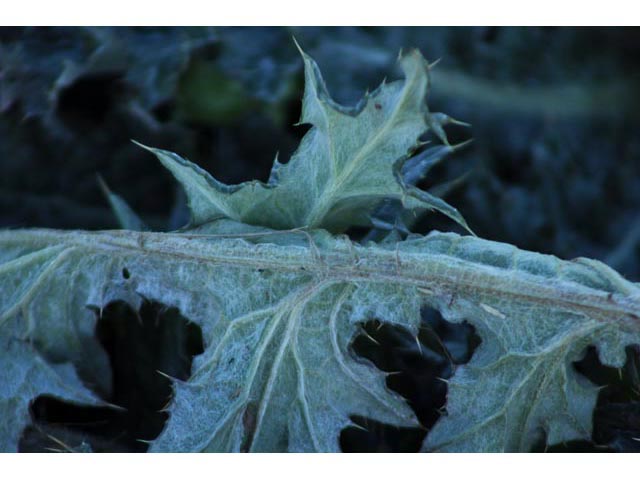 Cirsium texanum (Texas thistle) #59781