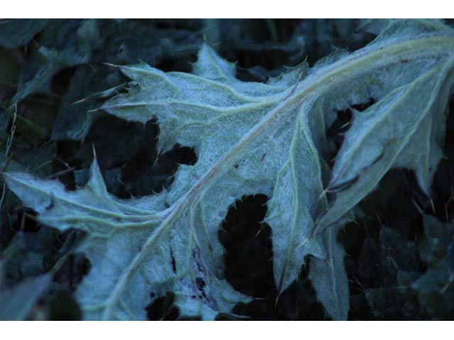 Cirsium texanum (Texas thistle) #59783