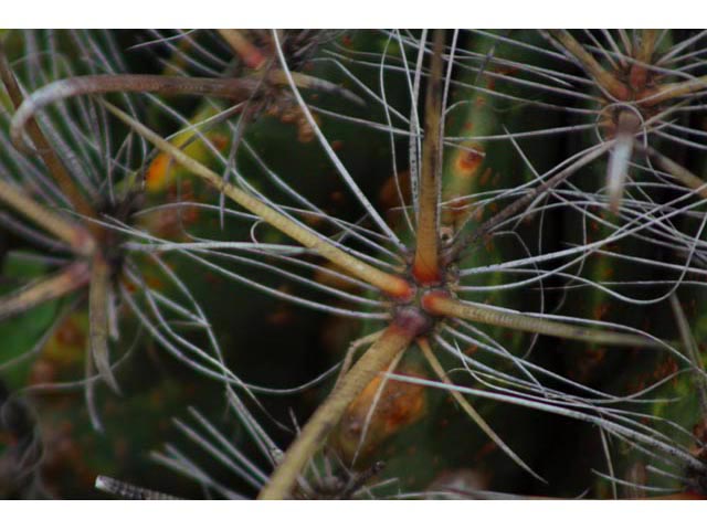 Ferocactus wislizeni (Candy barrel) #59810