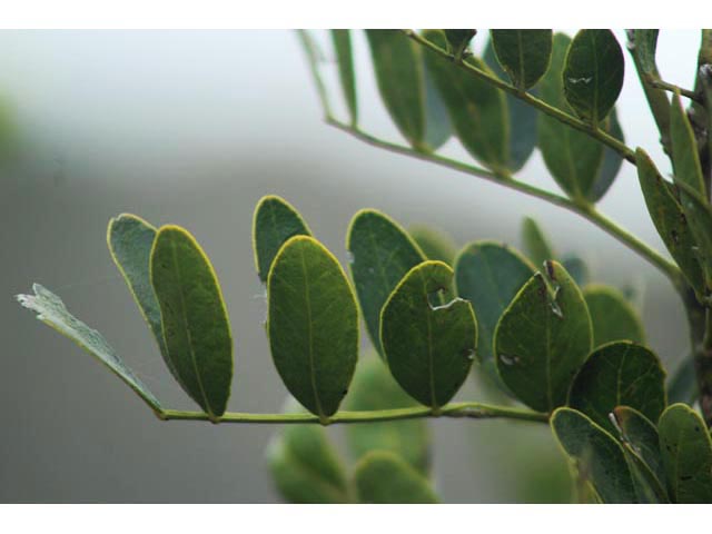 Sophora secundiflora (Texas mountain laurel) #59820