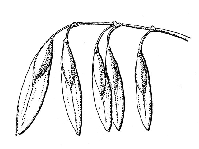 Fraxinus americana (White ash) #33913