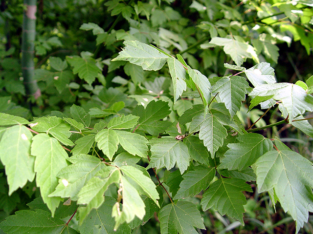 Acer negundo (Box elder) #14658