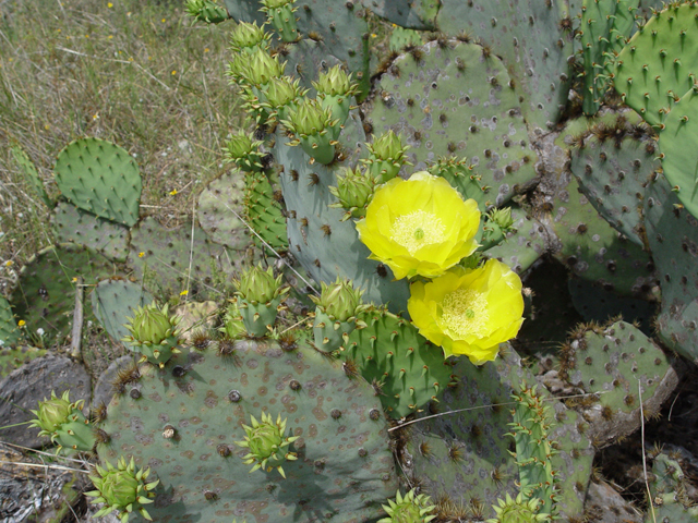 Opuntia engelmannii var. lindheimeri (Texas prickly pear) #14711