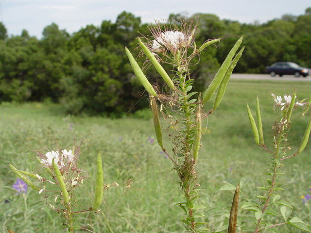 Polanisia dodecandra (Redwhisker clammyweed) #14717