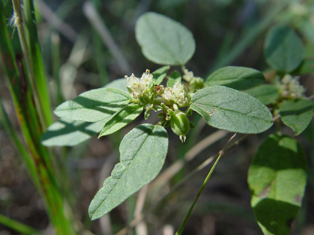 Croton monanthogynus (Prairie tea) #14725