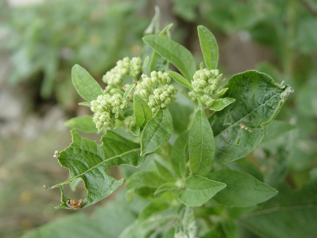 Verbesina virginica (Frostweed) #14733