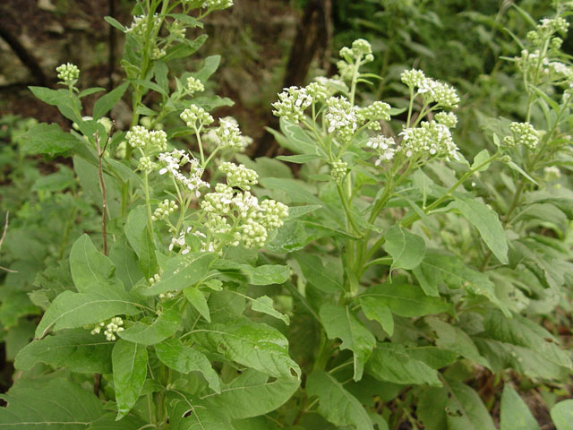 Verbesina virginica (Frostweed) #14734