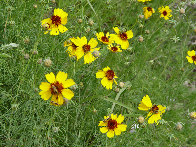 Thelesperma filifolium (Stiff greenthread) #14739