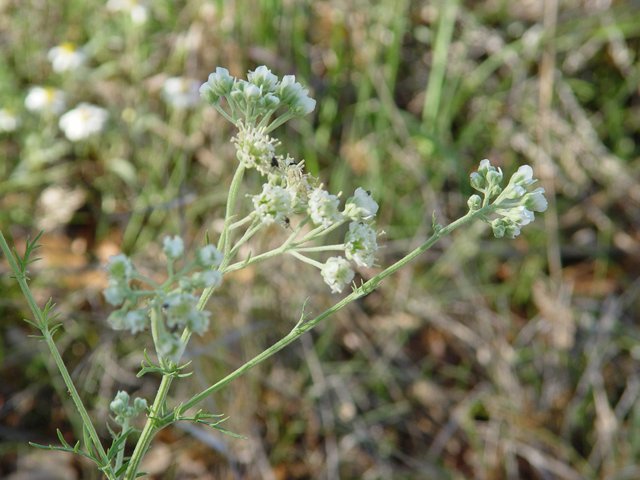 Hymenopappus scabiosaeus (Carolina woollywhite) #14744