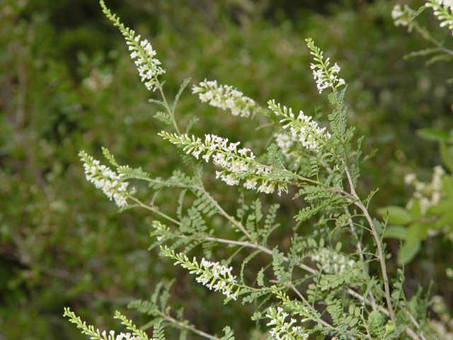 Eysenhardtia texana (Texas kidneywood) #14751