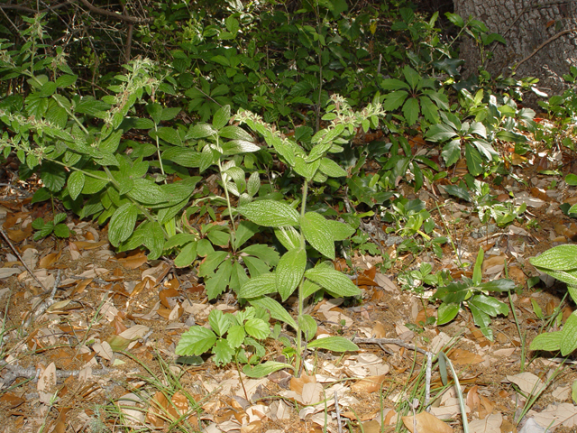 Onosmodium helleri (Heller's marbleseed) #14757