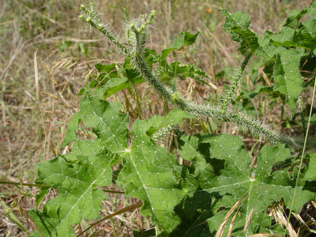 Cnidoscolus texanus (Texas bullnettle) #14779