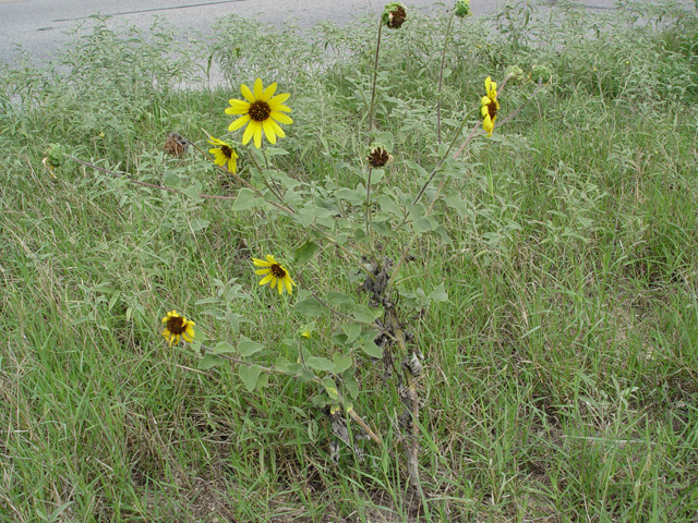 Helianthus annuus (Common sunflower) #14785