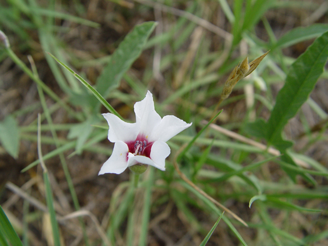 Convolvulus equitans (Texas bindweed) #14787