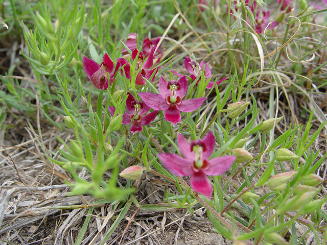 Krameria lanceolata (Trailing krameria) #14833