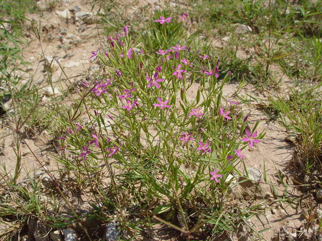 Centaurium beyrichii (Mountain pink) #14848