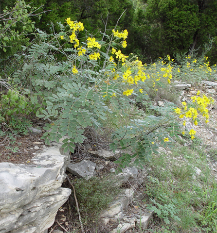 Senna lindheimeriana (Lindheimer's senna) #14875