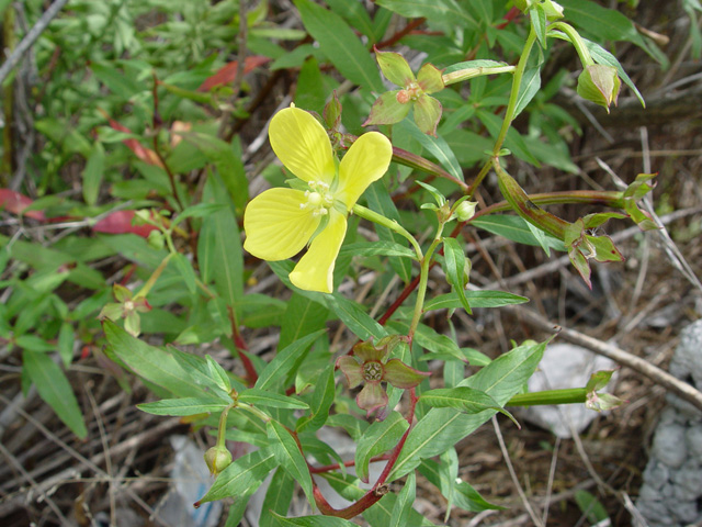 Ludwigia octovalvis (Mexican primrose-willow) #14894