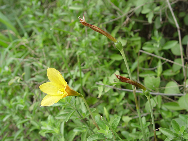 Habranthus tubispathus (Rio grande copperlily) #14895