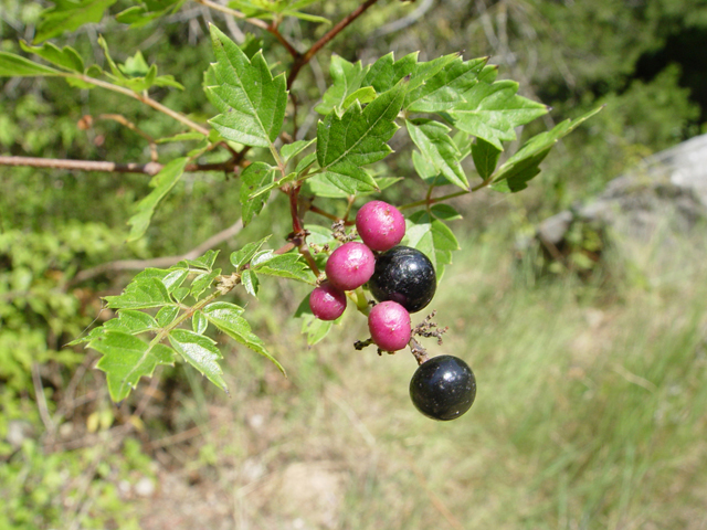 Nekemias arborea (Peppervine) #14899