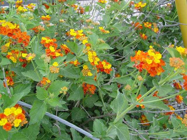 Lantana urticoides (Texas lantana) #14955