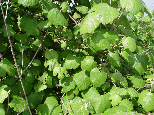 Vitis mustangensis (Mustang grape) #14960