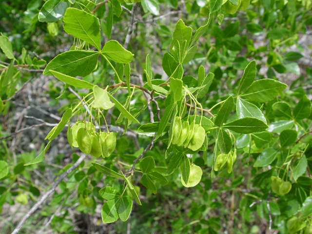 Ptelea trifoliata (Wafer ash) #14967