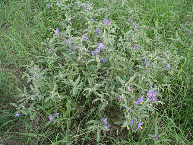 Solanum elaeagnifolium (Silverleaf nightshade) #14978