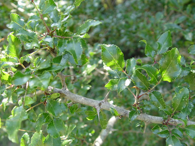 Zanthoxylum hirsutum (Texas hercules' club) #14982