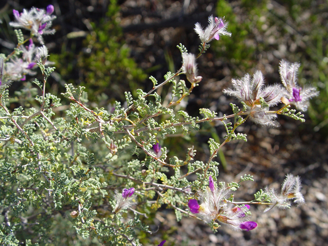 Dalea formosa (Featherplume) #16973