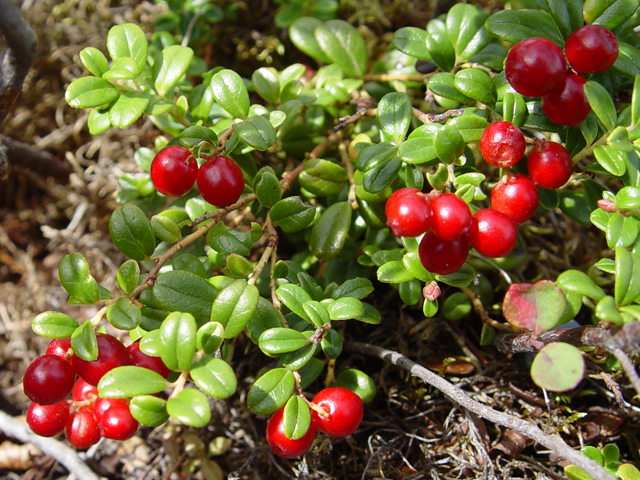 Vaccinium vitis-idaea (Lingonberry) #17006