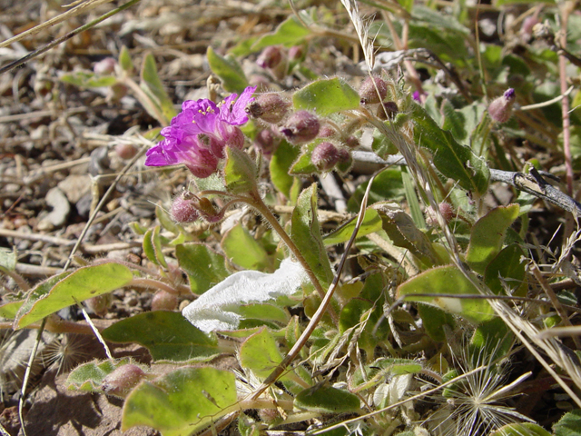 Allionia incarnata (Trailing windmills) #17017