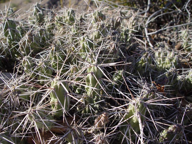 Cylindropuntia imbricata var. imbricata (Tree cholla) #17022