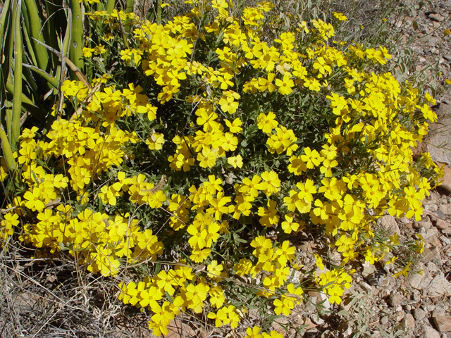 Psilostrophe tagetina (Woolly paperflower) #17032