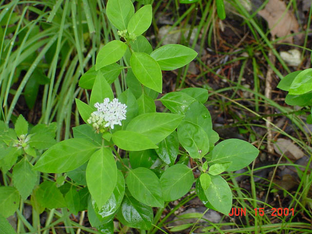 Asclepias texana (Texas milkweed) #19575