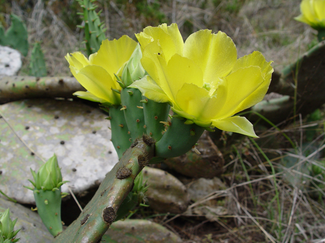 Opuntia engelmannii (Cactus apple) #19622