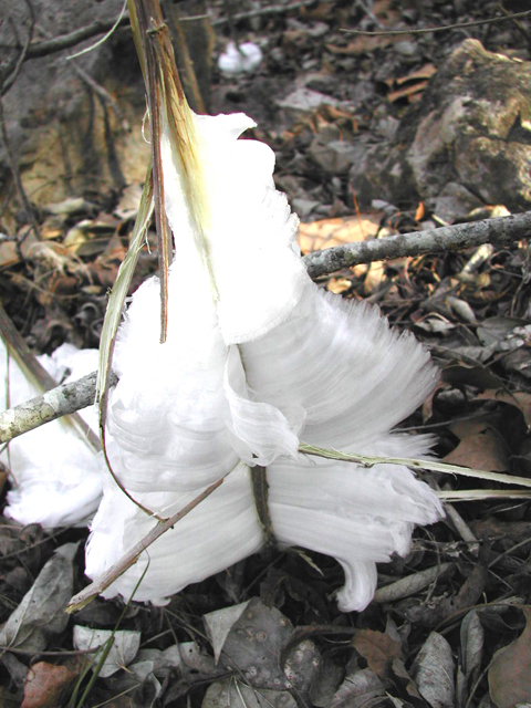 Verbesina virginica (Frostweed) #19691