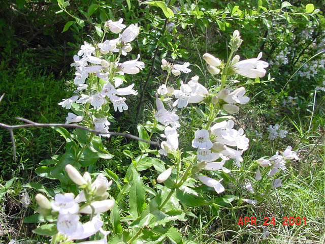 Penstemon cobaea (Prairie penstemon) #19787