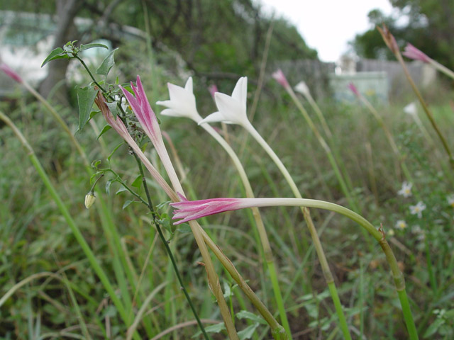 Cooperia drummondii (Evening rain lily) #19807