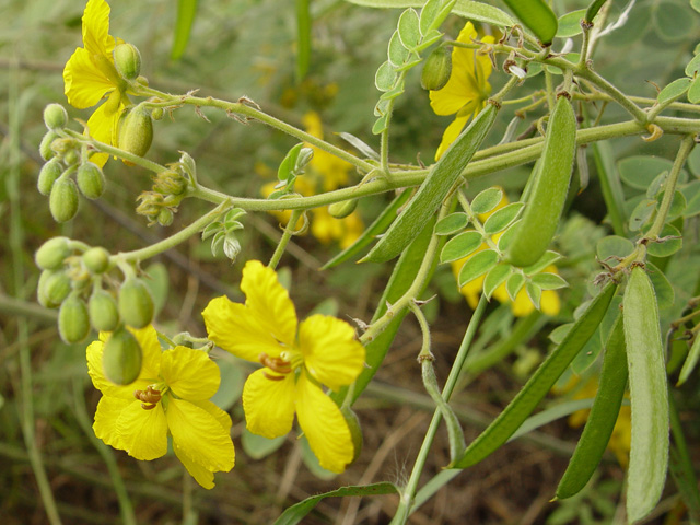 Senna lindheimeriana (Lindheimer's senna) #19830